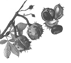 The Dunstan chestnut, a hybrid American chestnut tree, is resistant to blight.